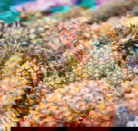 Sunshine Coast Eumundi Markets Return Minibus Transfer - Hotel Accommodation