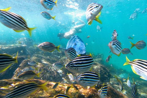 Manly Snorkel Trip And Nature Walk With Local Guide - Hotel Accommodation 2