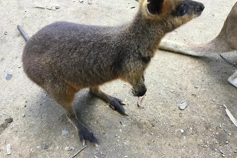 Cairns City Tour - Hotel Accommodation 2