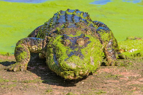 3 In 1 Tour: Matsoâ€™s Brewery, Broome Museum & Malcolm Douglas Crocodile Park - Hotel Accommodation 4