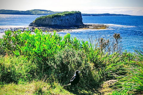 Erupting Blowholes And Ancient Rainforests With 'Personalised Sydney Tours' - Hotel Accommodation 3