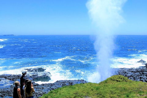 Erupting Blowholes And Ancient Rainforests With 'Personalised Sydney Tours' - Hotel Accommodation 5