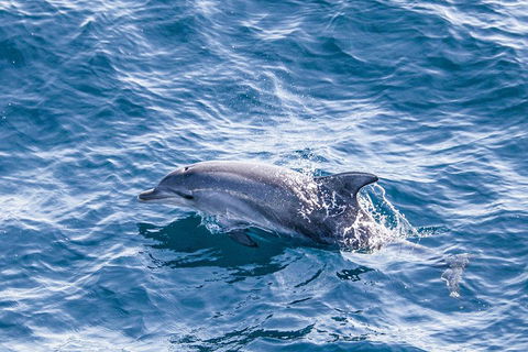 All Inclusive Dolphin And Tangalooma Wrecks Cruise - Hotel Accommodation 1