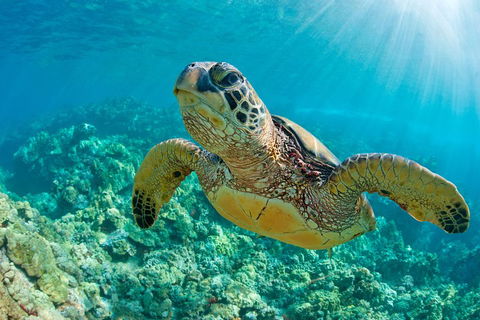 All Inclusive Dolphin And Tangalooma Wrecks Cruise - Hotel Accommodation 3