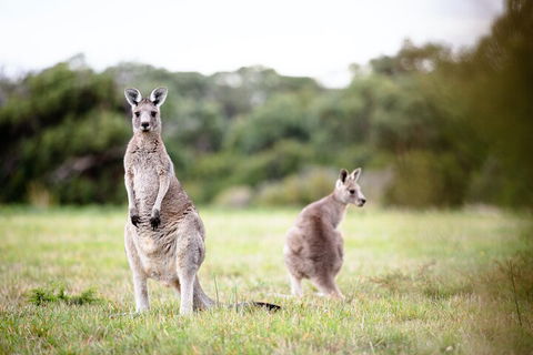 LGBT+ Friendly 3 Day Tour The Grampians, Daylesford & Ballarat - Hotel Accommodation 2