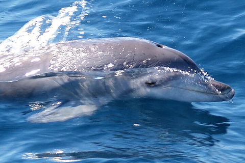Jervis Bay Dolphin Watch Cruise - Hotel Accommodation 0