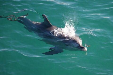Jervis Bay Dolphin Watch Cruise - Hotel Accommodation 1