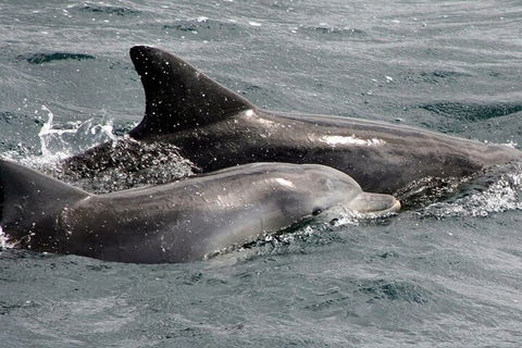 Jervis Bay Dolphin Watch Cruise - Hotel Accommodation 2