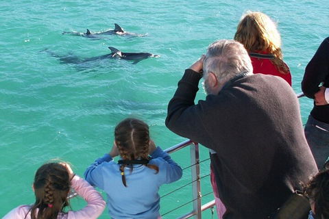 Jervis Bay Dolphin Watch Cruise - Hotel Accommodation 4