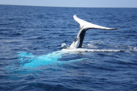 Whale Watching Jervis Bay - Hotel Accommodation 0