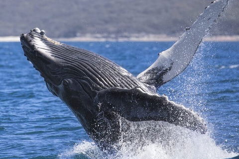 Whale Watching Jervis Bay - Hotel Accommodation 2
