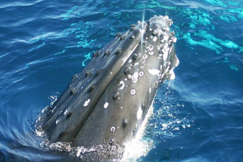 Whale Watching Jervis Bay - Hotel Accommodation 3