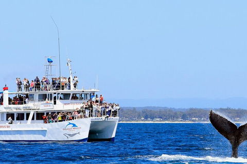 Whale Watching Jervis Bay - Hotel Accommodation 4