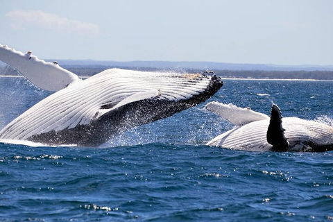 Whale Watching Jervis Bay - Hotel Accommodation 5