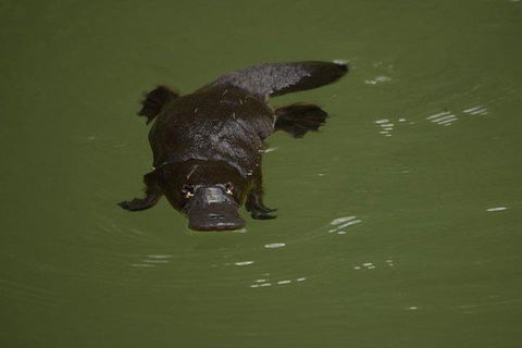 Inside The Greater Blue Mountains World Heritage - A Wildlife Safari Overnight - Hotel Accommodation 5