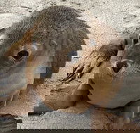 Kangaroo Island Scenic Trail Tour - Hotel Accommodation