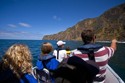 Seal Island Boat Tour From Victor Harbor - Hotel Accommodation 0