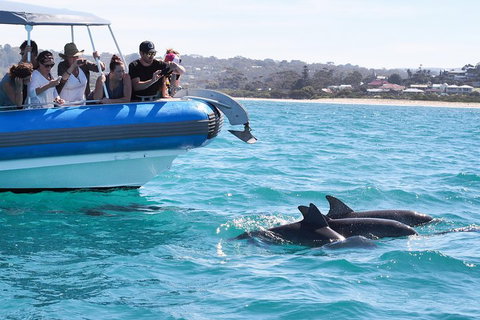 Seal Island Boat Tour From Victor Harbor - Hotel Accommodation 5