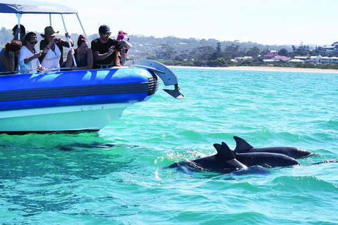 Southern Ocean Adventure From Victor Harbor - Hotel Accommodation 2