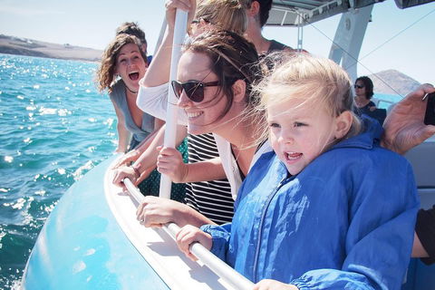 Southern Ocean Adventure From Victor Harbor - Hotel Accommodation 4