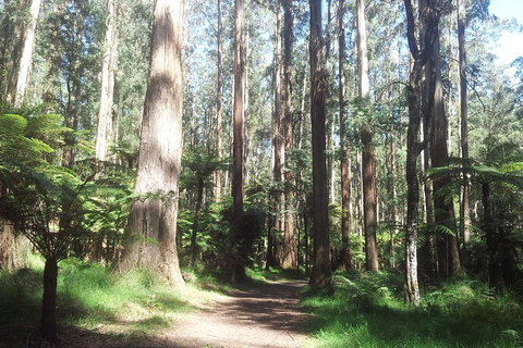 Dandenong Ranges Private Tour Including William Ricketts Sanctuary - Hotel Accommodation 0