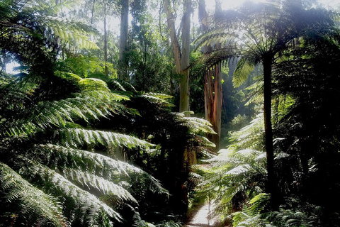 Dandenong Ranges Private Tour Including William Ricketts Sanctuary - Hotel Accommodation 1