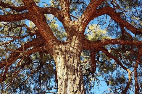 Mount Conner 4WD Small Group Tour From Ayers Rock Including Dinner - Hotel Accommodation 3