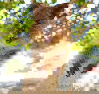 Discover Rottnest with Ferry  Bus Tour from Perth or Fremantle - Hotel Accommodation