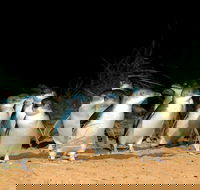 Puffing Billy Moonlit Sanctuary  Penguins Day Tour - Hotel Accommodation