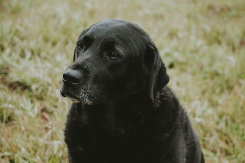 Daylesford Wine Tours: Wine, Cider, Gin, Vodka, Port, Food & Sights Tours! - Hotel Accommodation 4