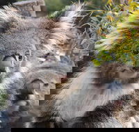 Kuranda Koala Gardens and Birdworld Admission Tickets - Hotel Accommodation