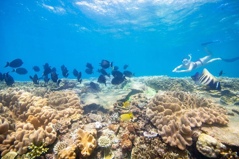 Outer Reef Pontoon Experience From Cairns - Hotel Accommodation 4