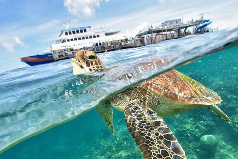 Outer Reef Pontoon Experience From Cairns - Hotel Accommodation 5