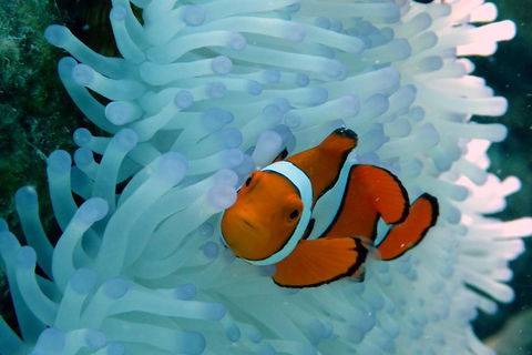 Seastar Luxury Outer Great Barrier Reef Island And Reef Tour From Cairns - Hotel Accommodation 0