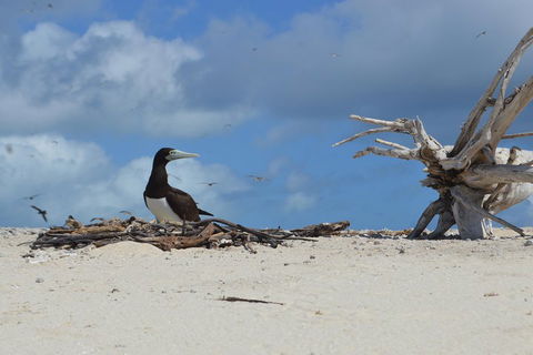 Seastar Luxury Outer Great Barrier Reef Island And Reef Tour From Cairns - Hotel Accommodation 1