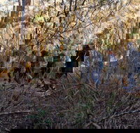 Wild Australian Wildlife 4WD Tour from Sydney - Hotel Accommodation