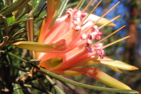 Small-Group Blue Mountains Tour With Bush Walks And Featherdale Wildlife Park - Hotel Accommodation 4