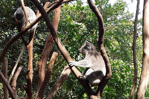 Small-Group Blue Mountains Tour With Bush Walks And Featherdale Wildlife Park - Hotel Accommodation 5