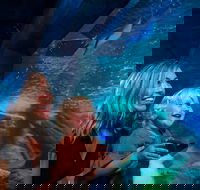 SEA LIFE Sunshine Coast Aquarium Entrance Ticket - Hotel Accommodation