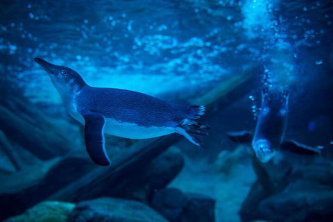 SEA LIFE Sunshine Coast Aquarium Entrance Ticket - Hotel Accommodation 1