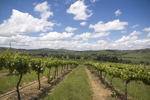 Hunter Valley Wine Tour From Sydney Incl Lunch, Cheese, Chocolate And Distillery - Hotel Accommodation 0