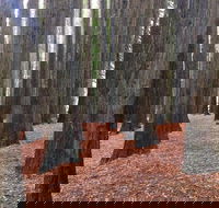 Great Ocean Road  Phillip Island - 2 Days 1 Night - Hotel Accommodation