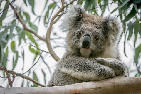 Great Ocean Road & Grampians National Park Tour - 3 Days, 2 Nights - Hotel Accommodation 2